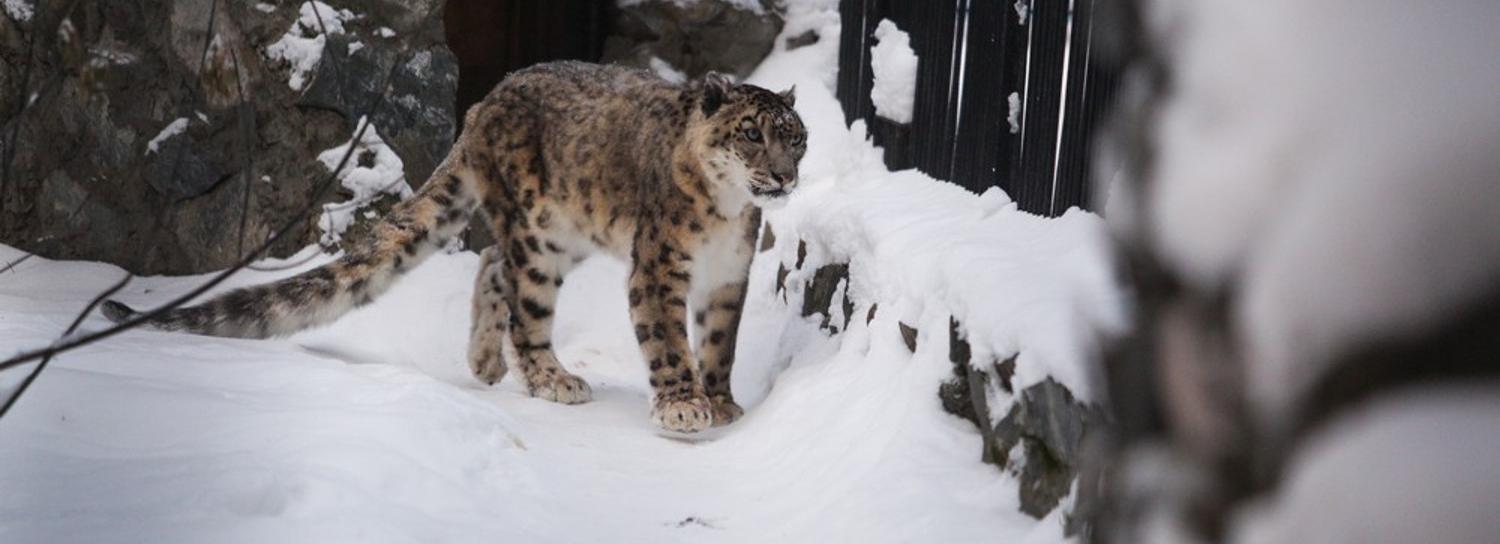 Новосибирский зоопарк перешёл на зимний режим работы