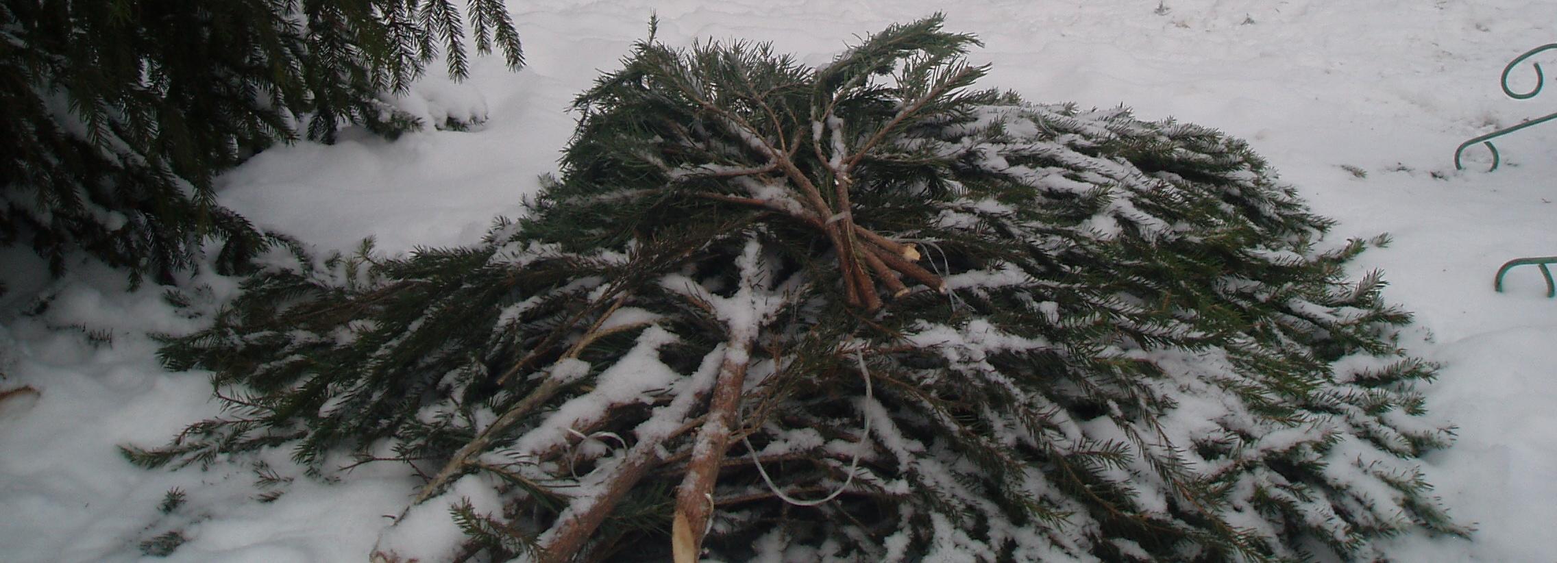 Пункты сбора новогодних ёлок заработают с 9 января в Новосибирске