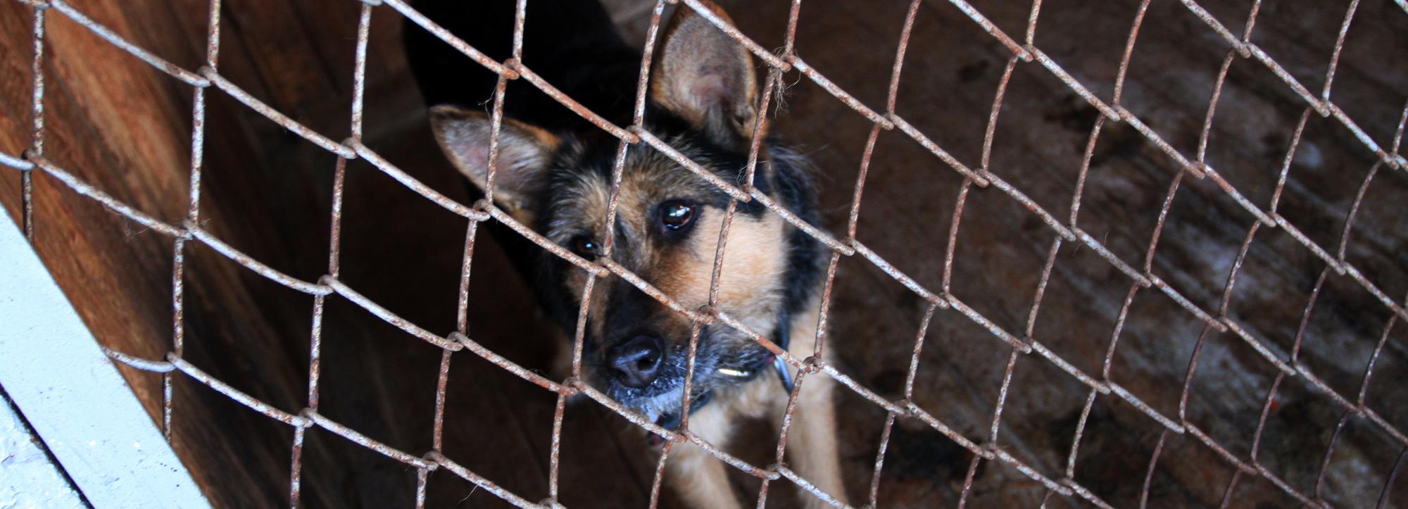 На укусы, ослюнения и оцарапывания пожаловались 4688 новосибирцев