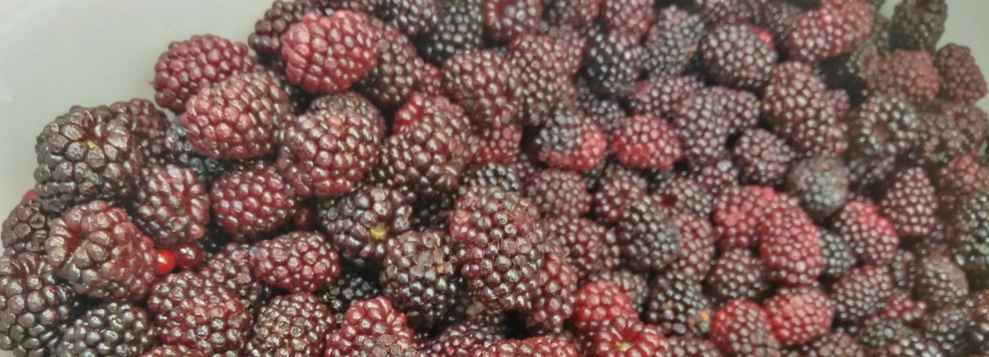 Ежемалина, чёрный абрикос и черевишня — какие саженцы продают этой весной