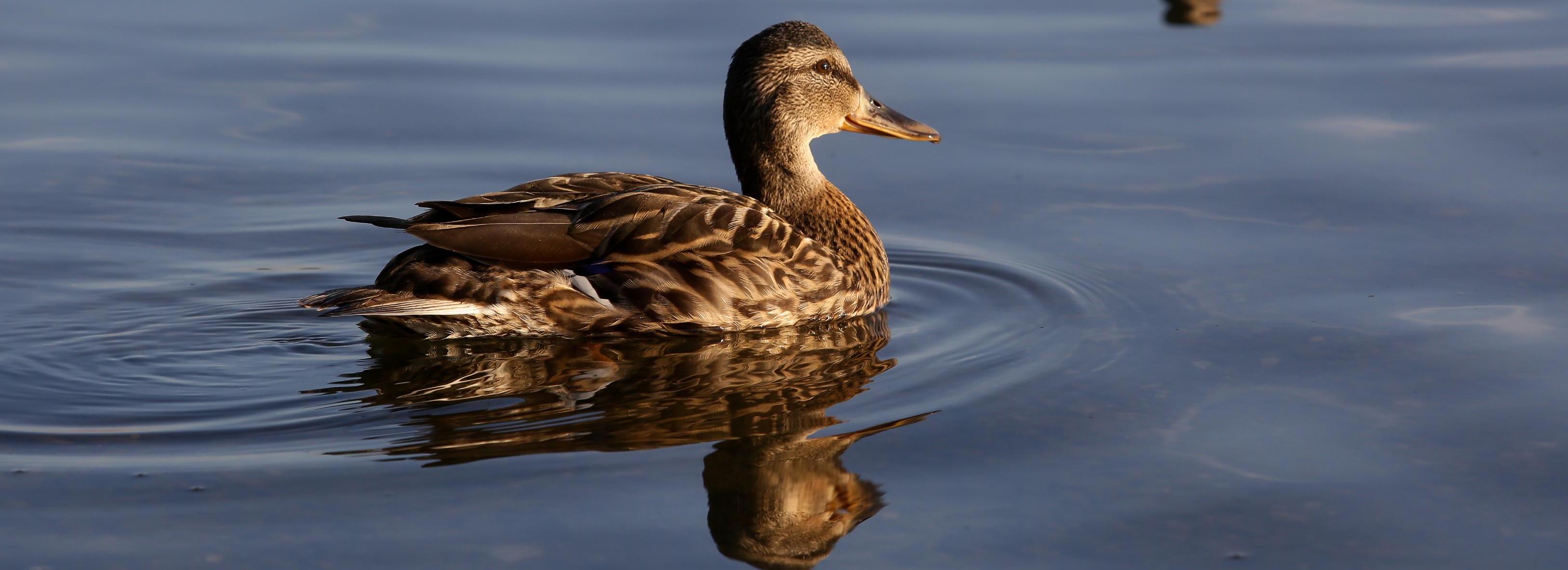 Новосибирцам предложили поучаствовать в «Евразийском учёте птиц»