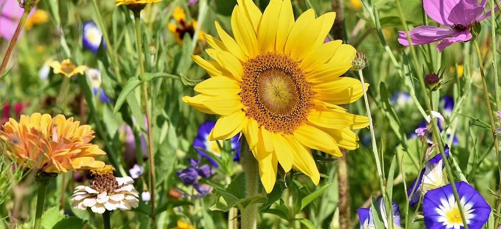 Стог сена, подсолнухи и лаванда: самые красивые фотосессии на исходе лета