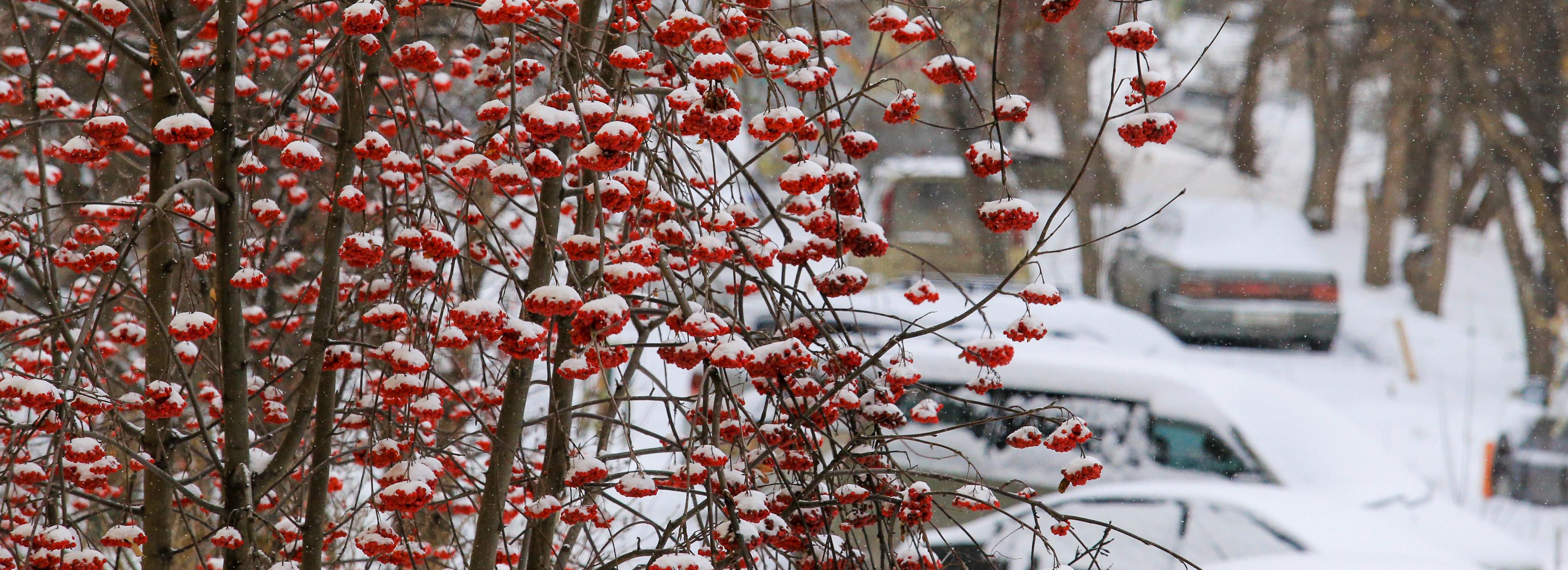 До +5 градусов потеплеет в Новосибирске в начале весны