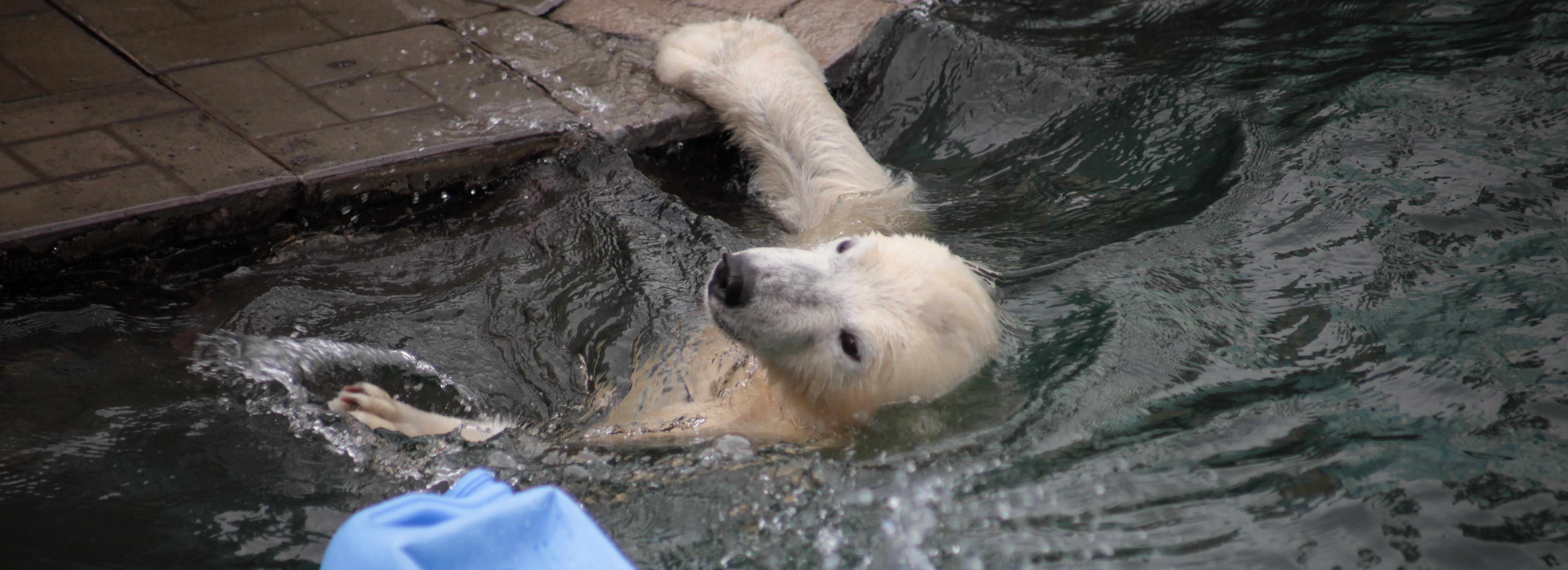 Новосибирский зоопарк перешёл на летний режим работы