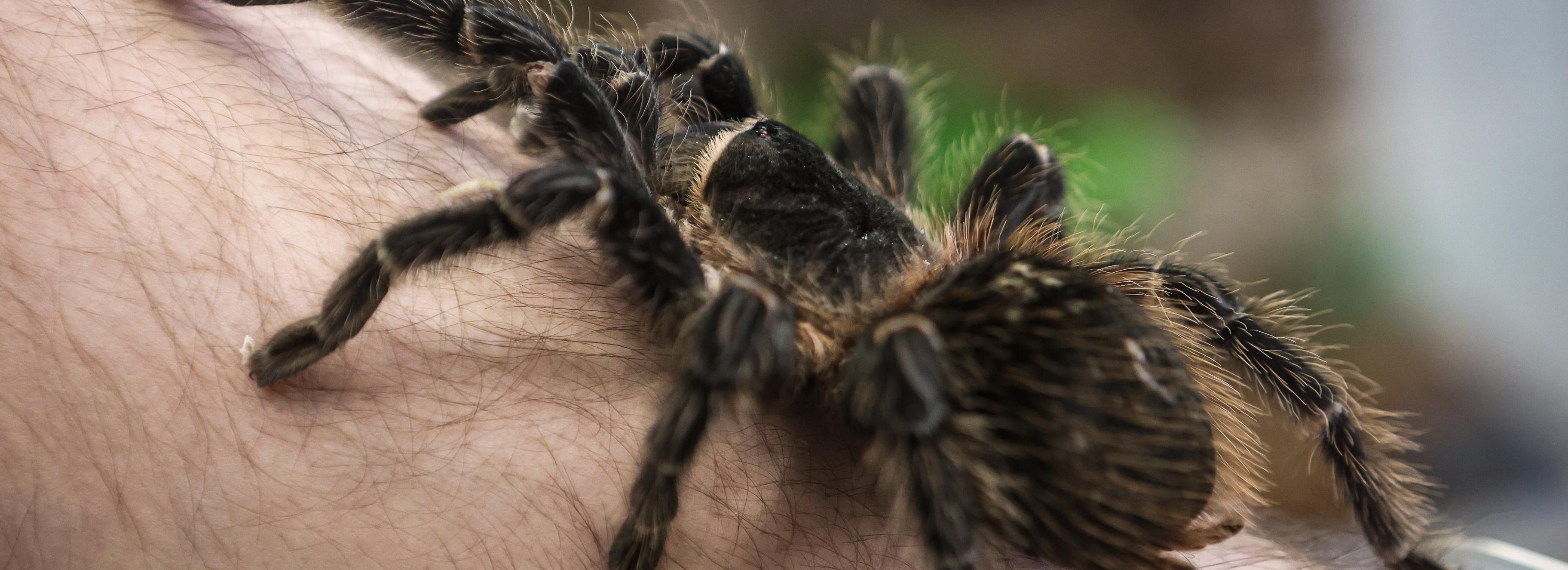 Жутких существ покажут в Новосибирском зоопарке