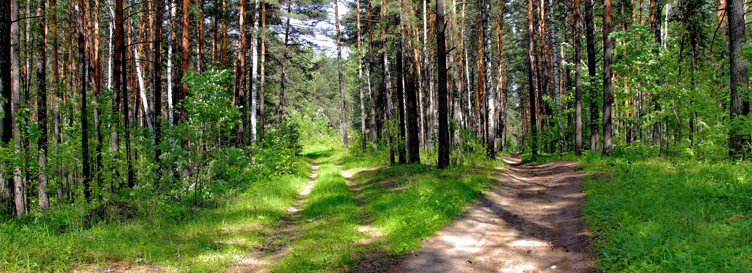 Убивший двух косуль браконьер лишился автомобиля и ружья