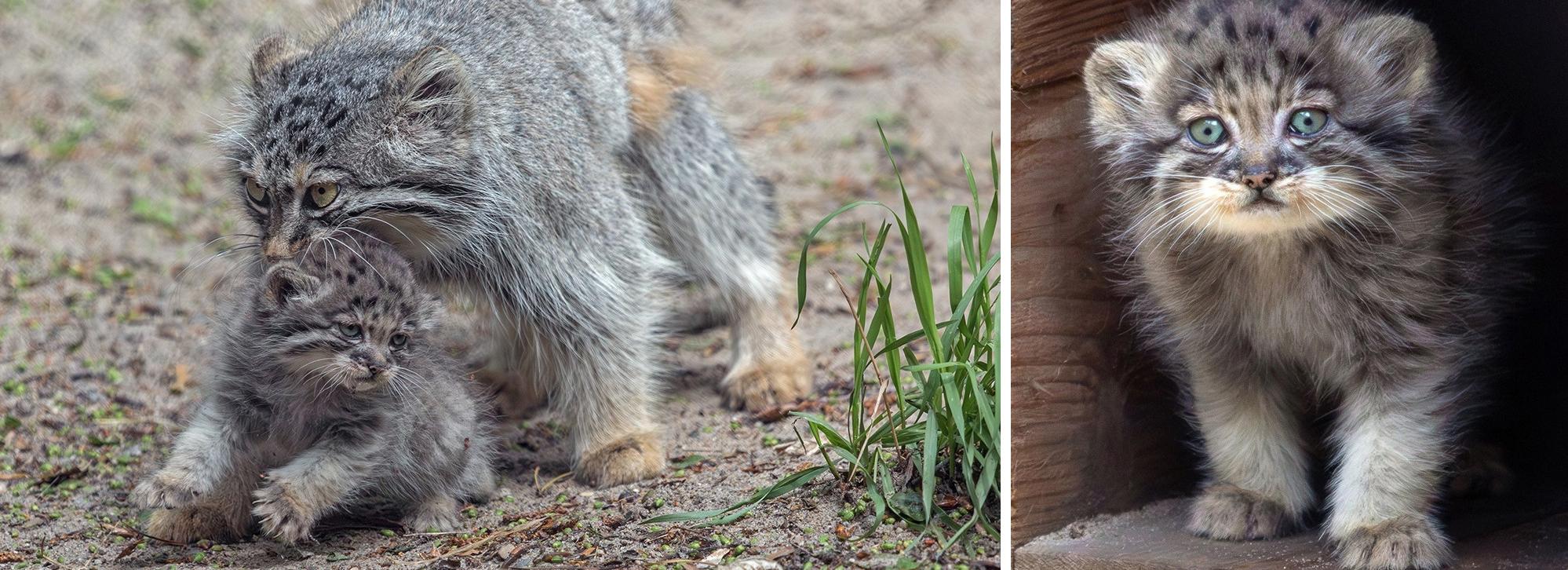 Дюжина голубоглазых манулят появилась на свет в Новосибирском зоопарке