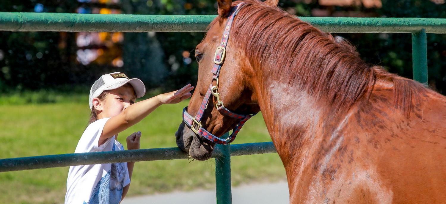 Соревнования по конному спорту стартовали в Новосибирске