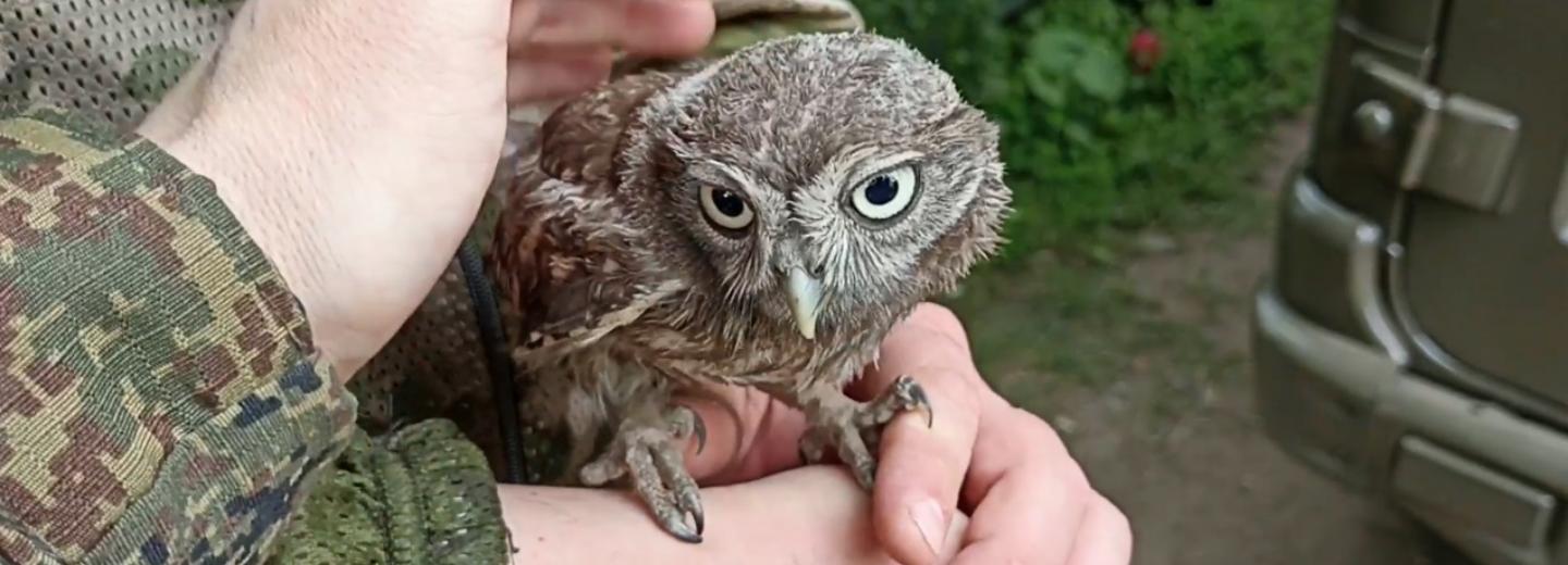 Пернатый сын батальона: сибирские бойцы спасли птенца из окопа