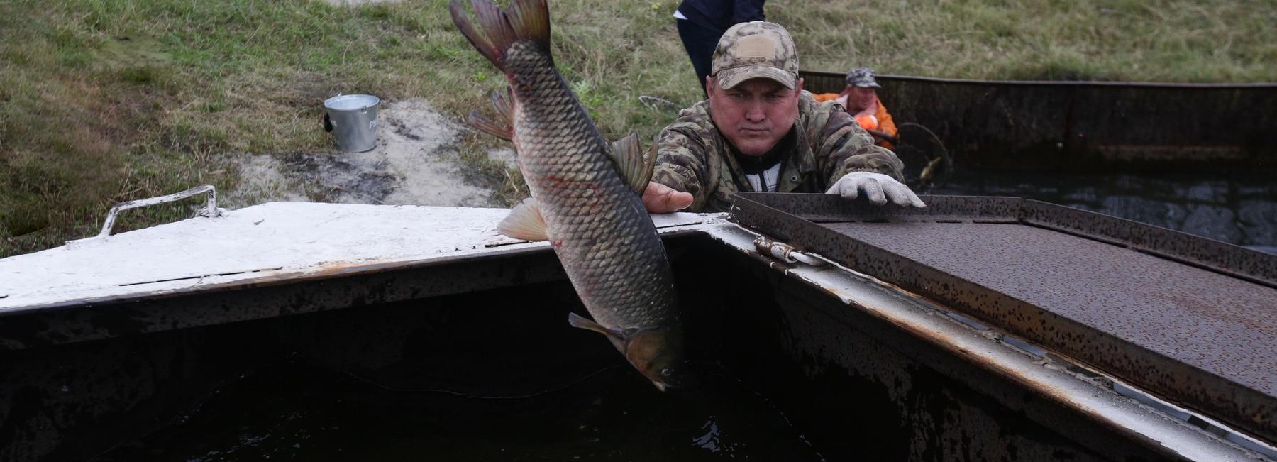 Здесь рыба есть: как в Сибири сазана и карпа без чешуи выращивают