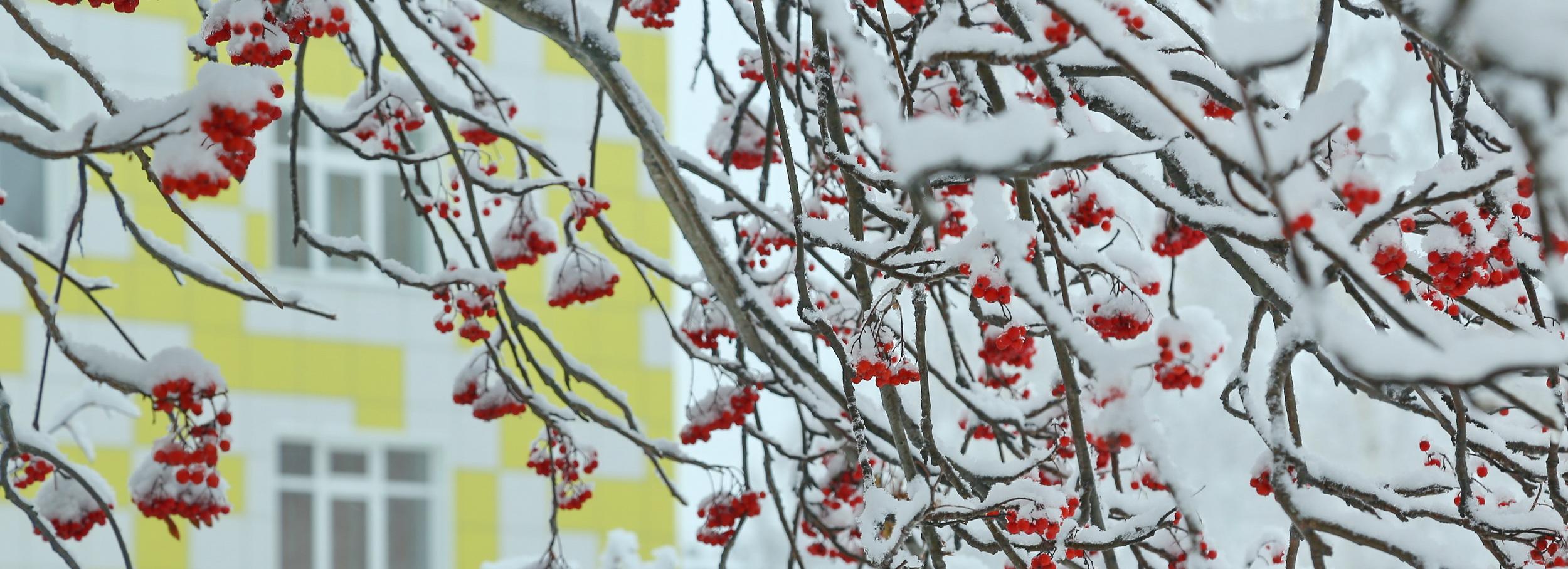 Ханты-мансийские циклоны несут в Новосибирск потепление до −5