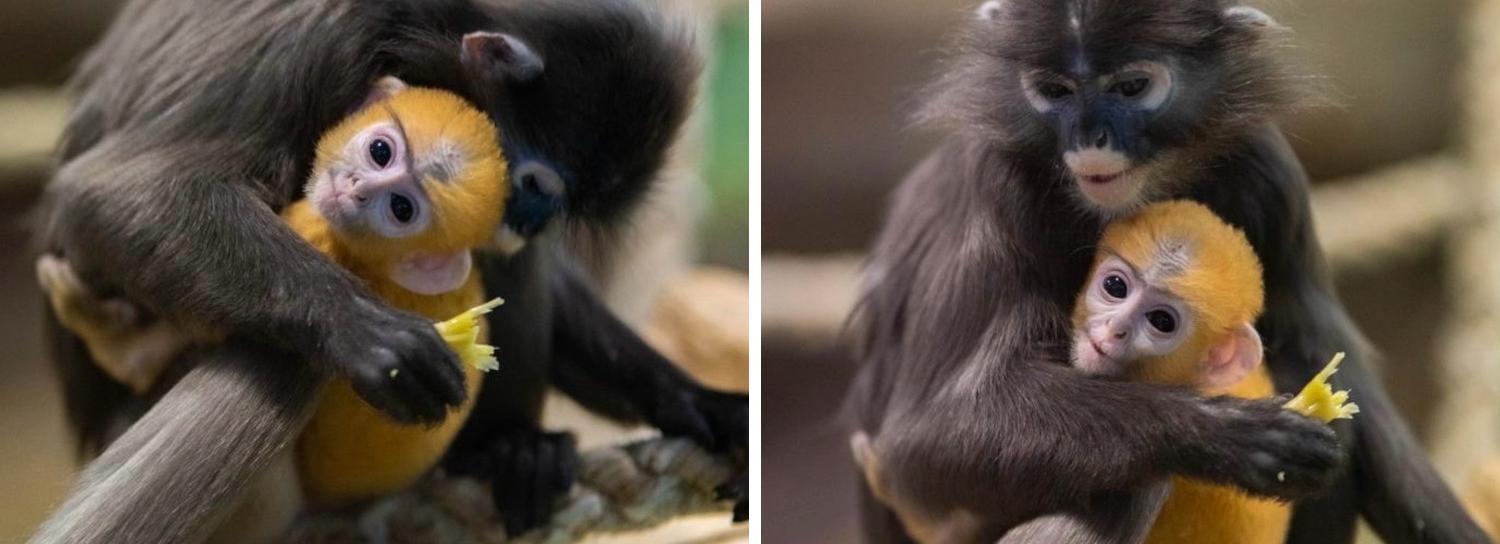 Ярко-оранжевый детёныш родился у очковых лангуров в зоопарке