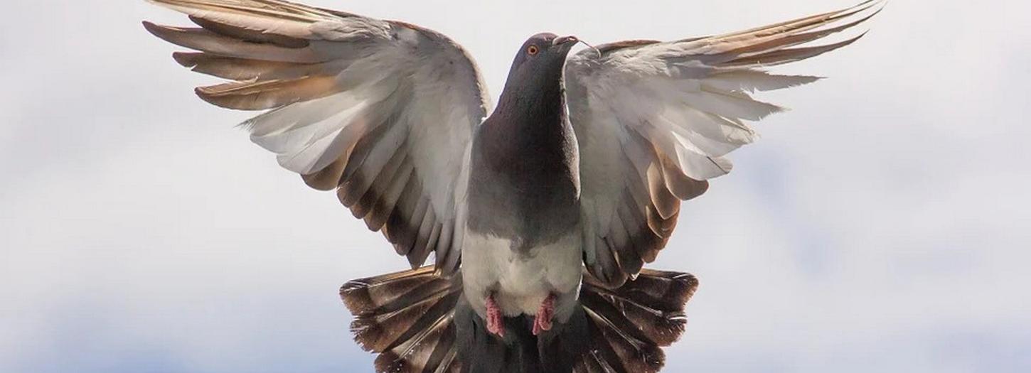 Голубиный сквер хотят разбить на крышах погребов в Новосибирске