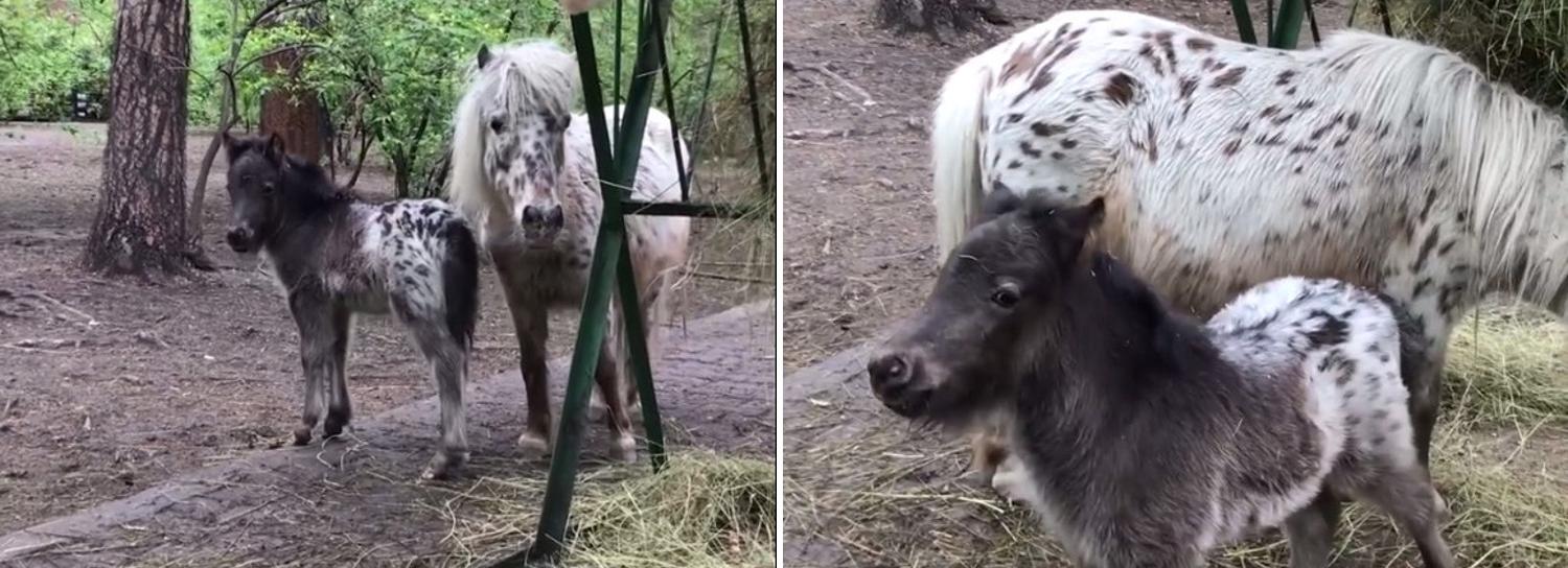 Милашке-пони выбирают кличку в Новосибирском зоопарке