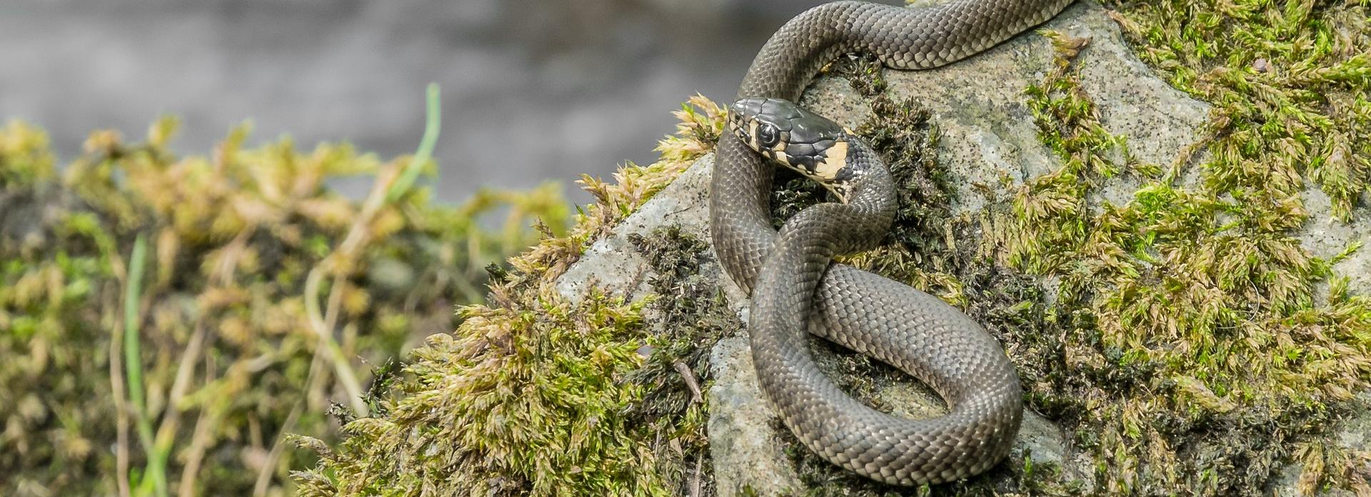 Похожие на ужей ядовитые змеи расползлись по Новосибирской области