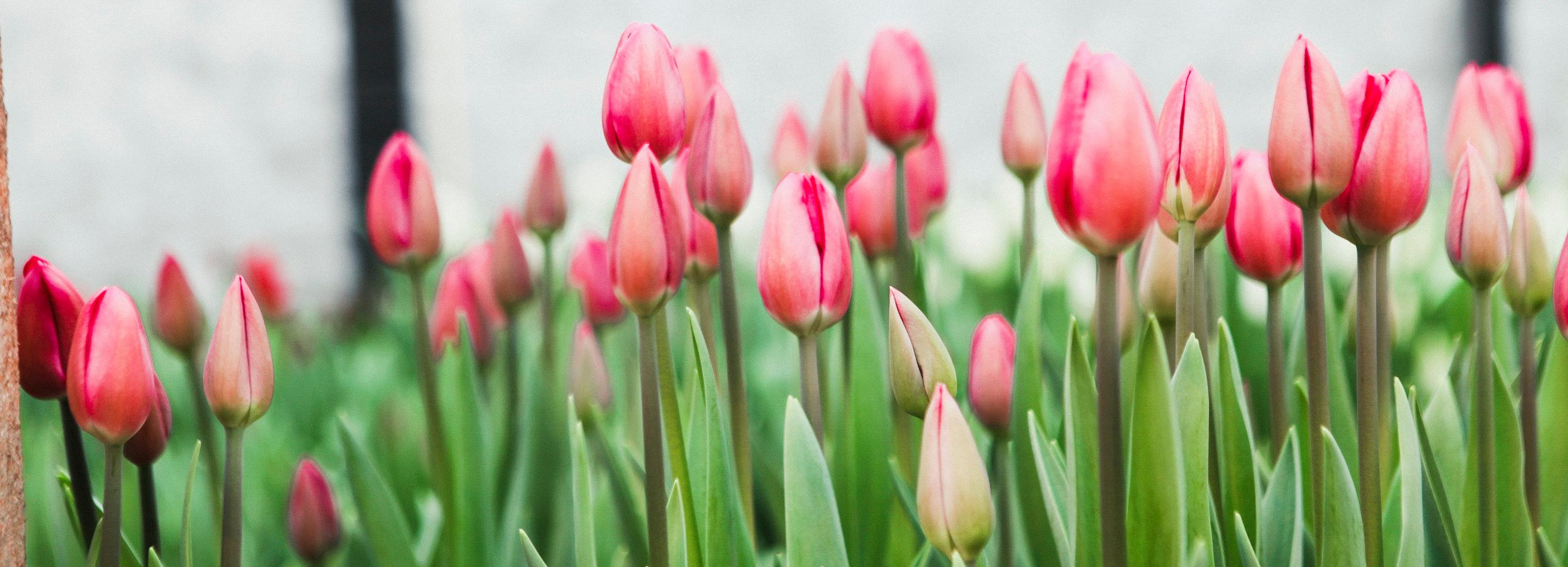 Тюльпаны-фейки продавала пара мошенников из Новосибирска через интернет