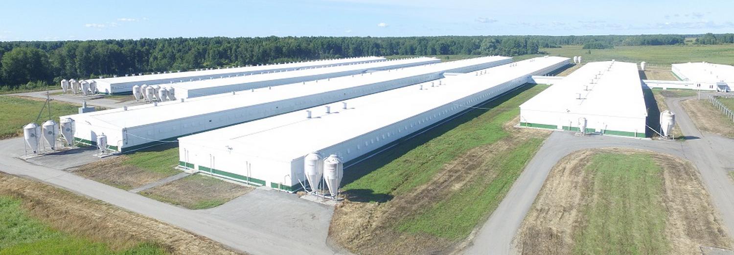 В Кудряшовский свинокомплекс вложат ещё 2 миллиарда рублей