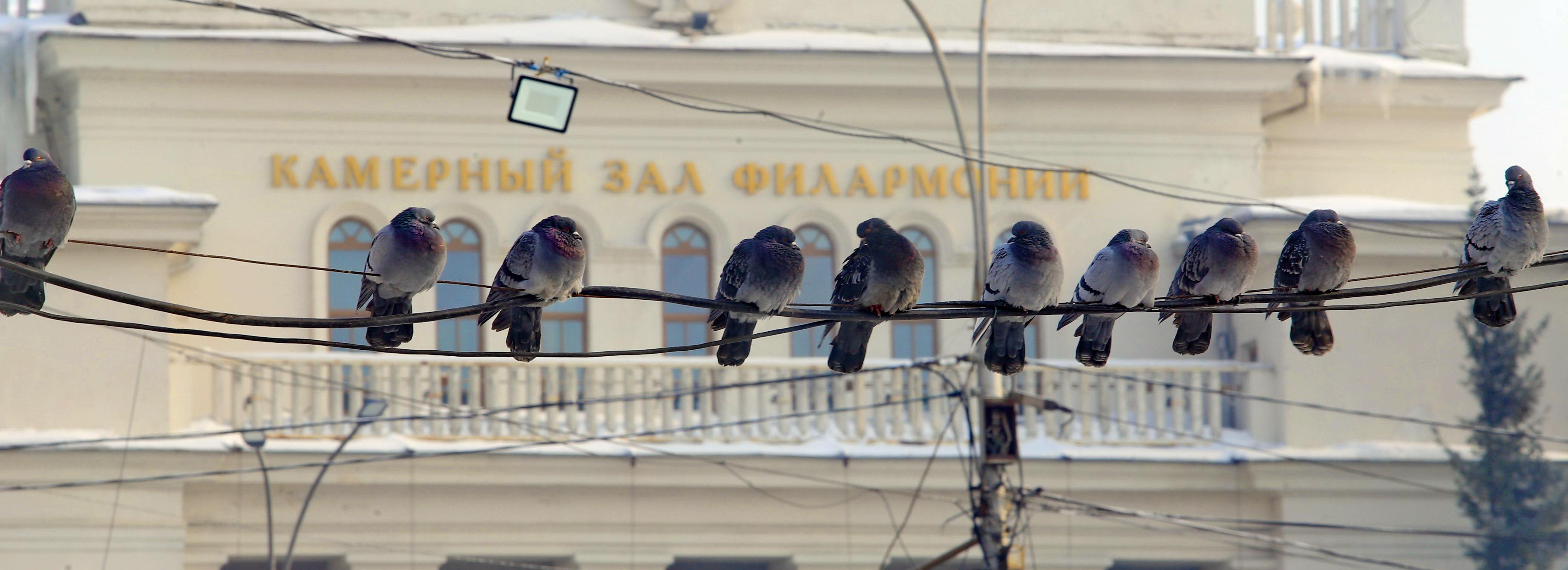 Робкая сибирская весна: в Новосибирске похолодает до –15