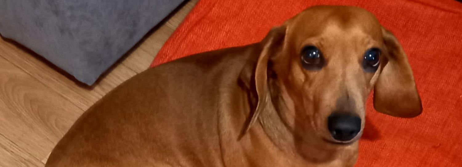 В Новосибирске собака неделю просидела взаперти после смерти хозяина