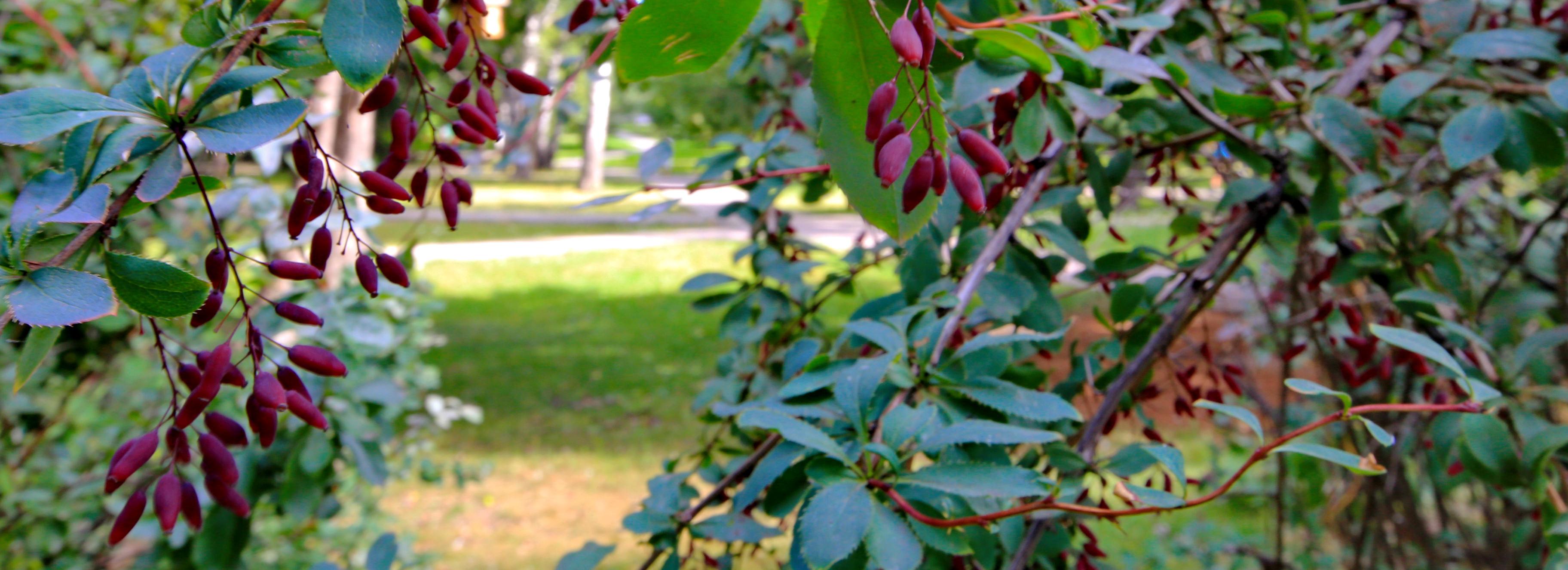 Комиссия одобрила названия семи зелёных зон в Новосибирске