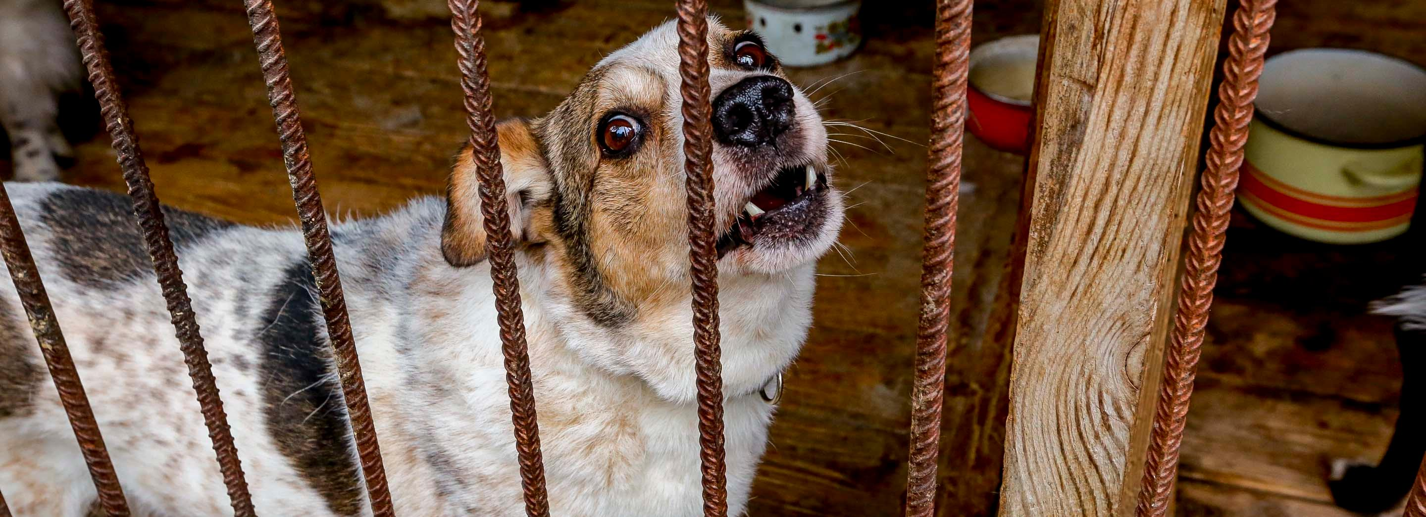 9,5 млн заложили на благоустройство приюта для злых собак в Новосибирске