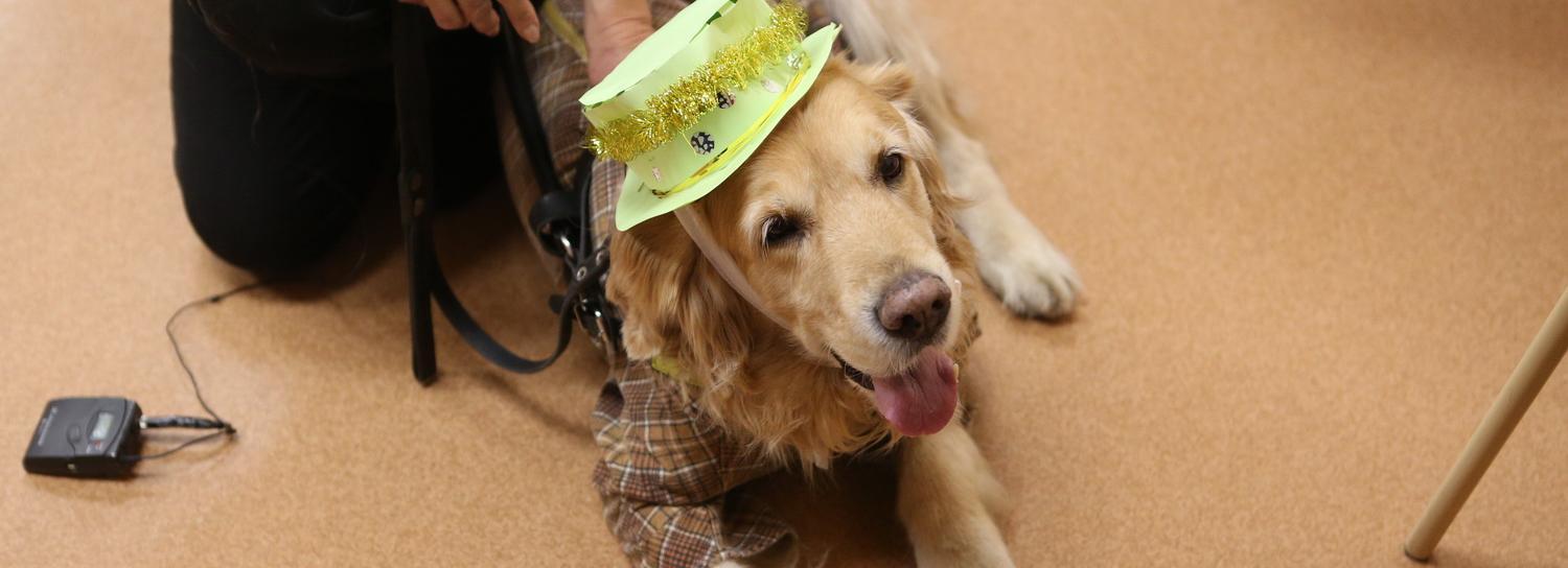 Летняя «Варежка»: у ТЦ «МЕГА» устроят раздачу кошек и собак