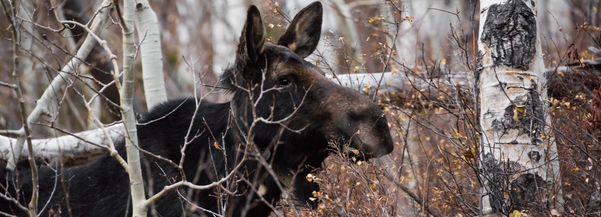 Число ДТП с лосями и косулями выросло втрое в Новосибирской области