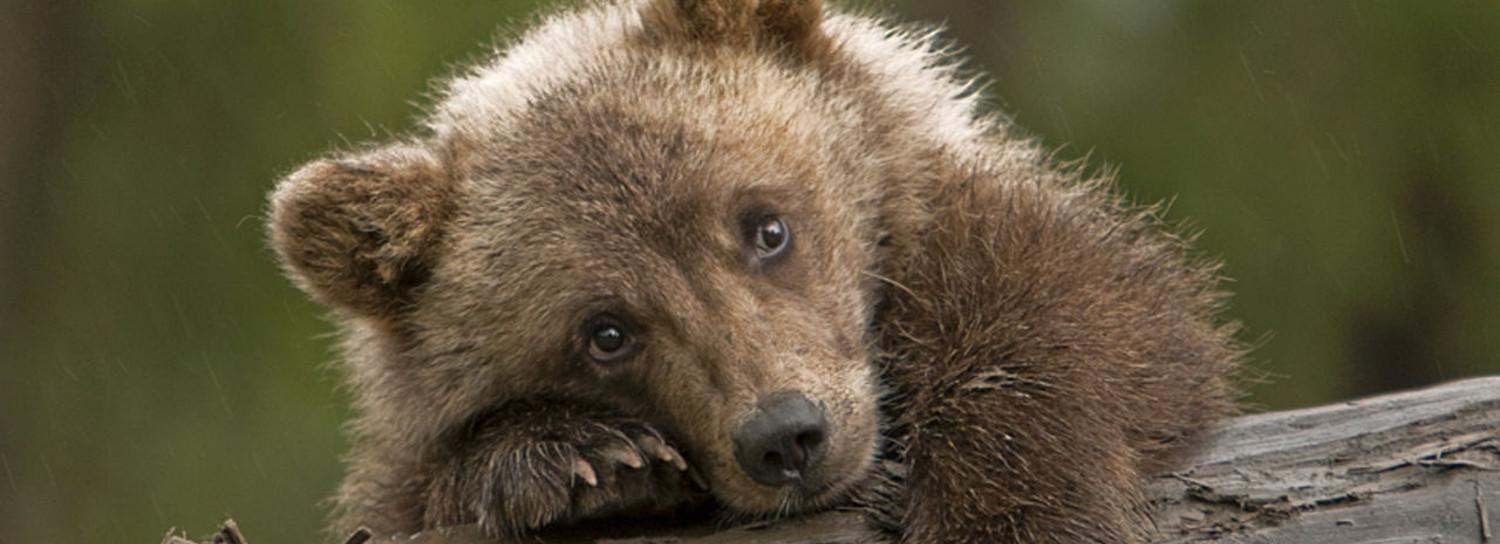 Медвежонка повстречали в дачном посёлке под Новосибирском