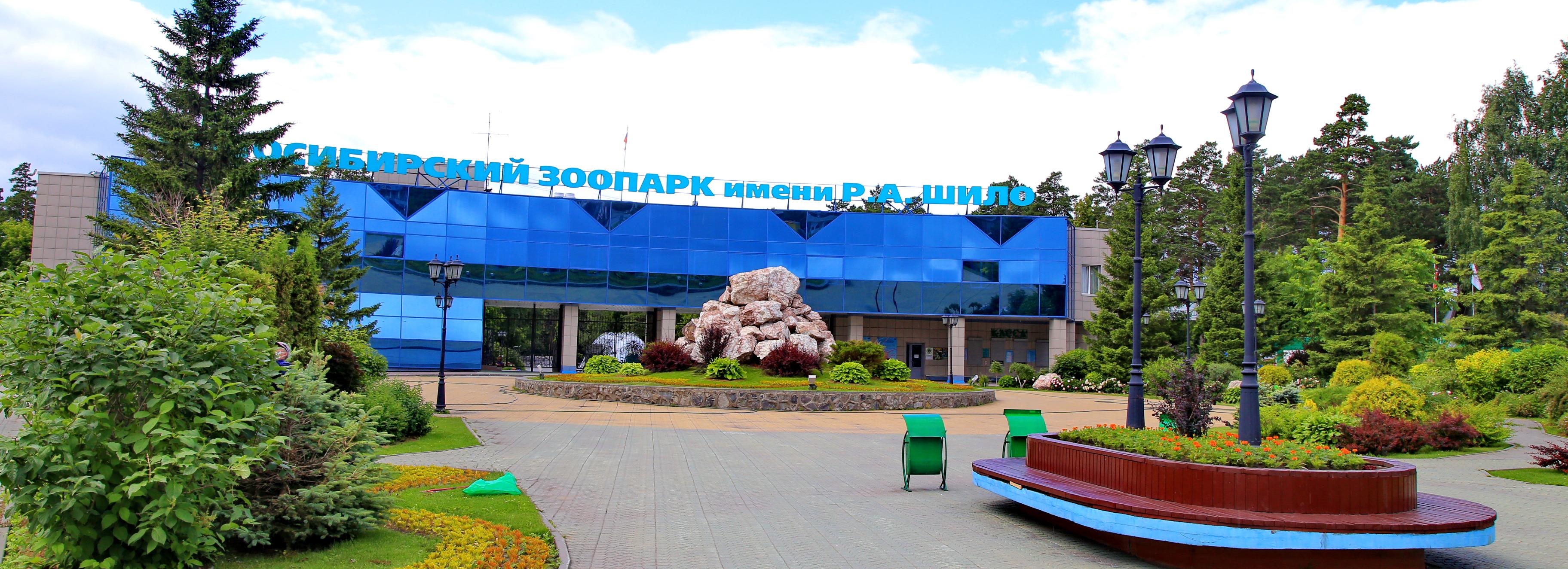 Камышового кота из Новосибирска отправили в вотчину Деда Мороза