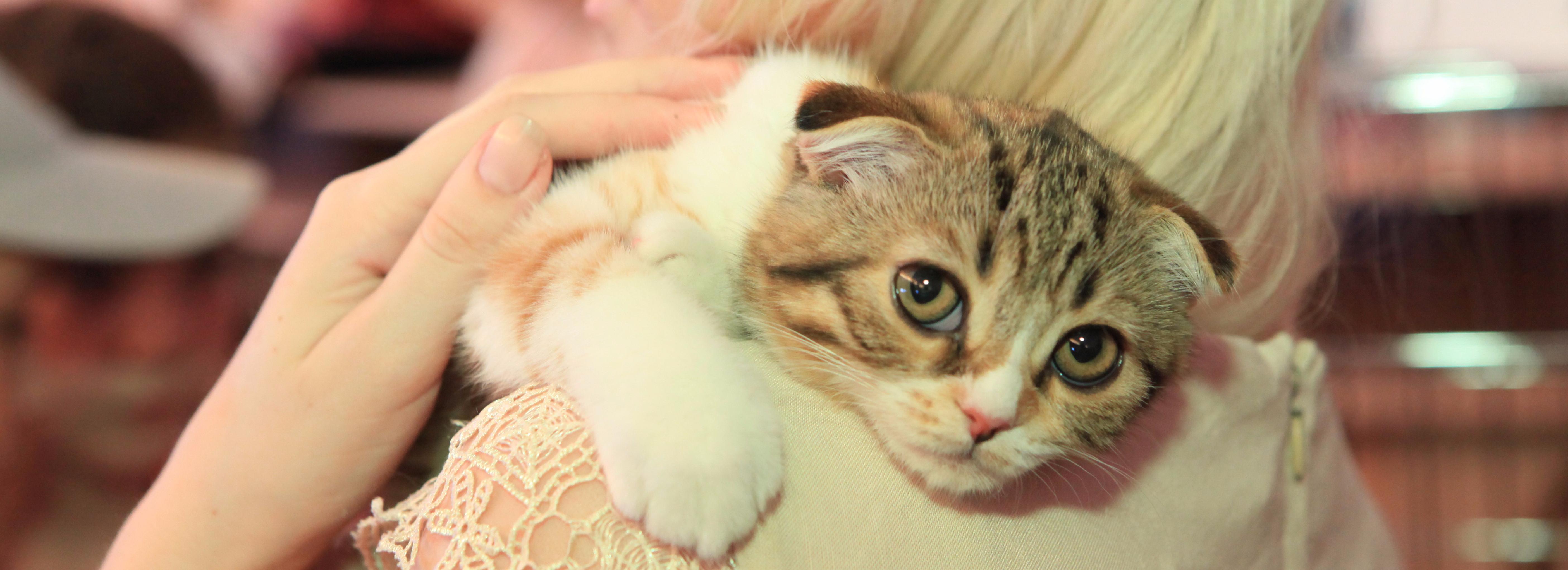 Как уберечь домашнее животное от клеща