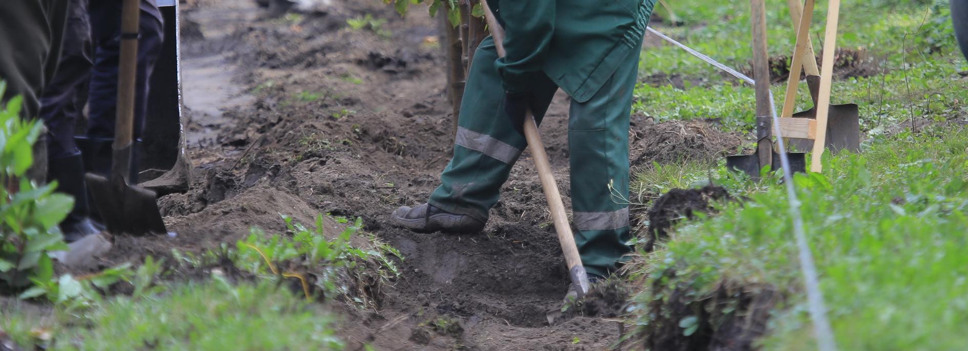 Вокруг памятника Покрышкину на Маркса высаживают деревья и кустарники
