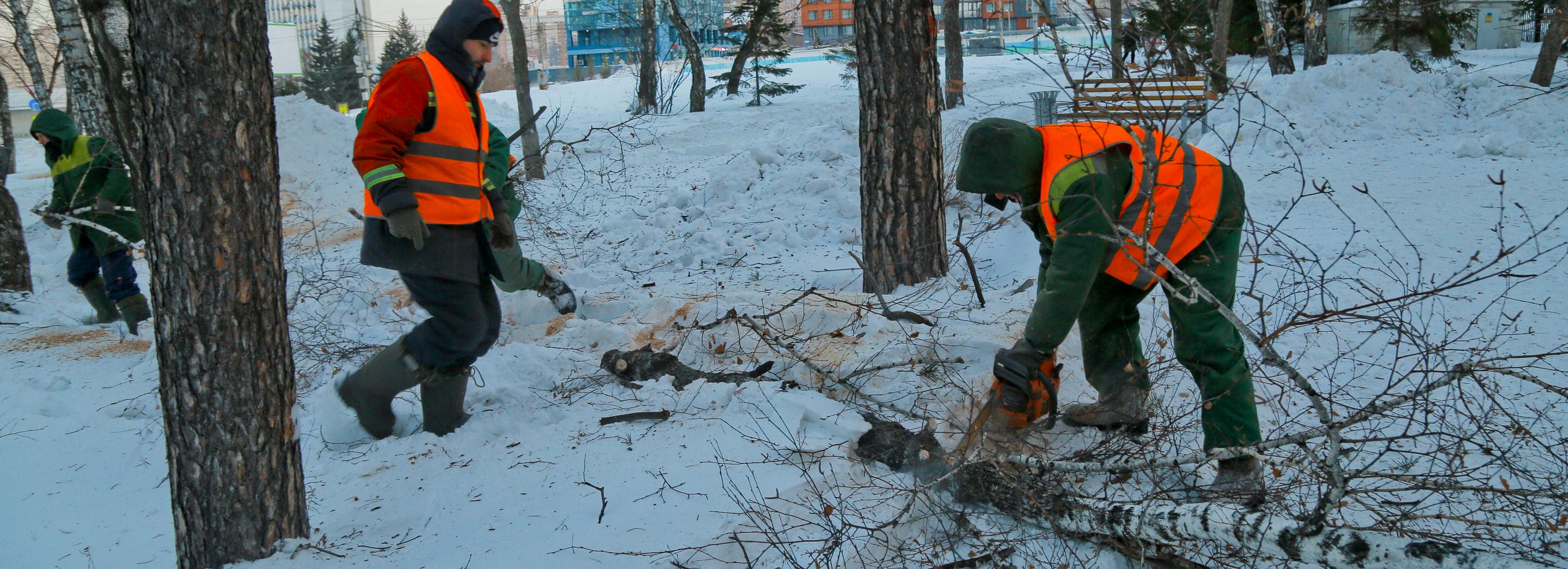 Гниющие и засыхающие деревья заменят в Закаменском сквере