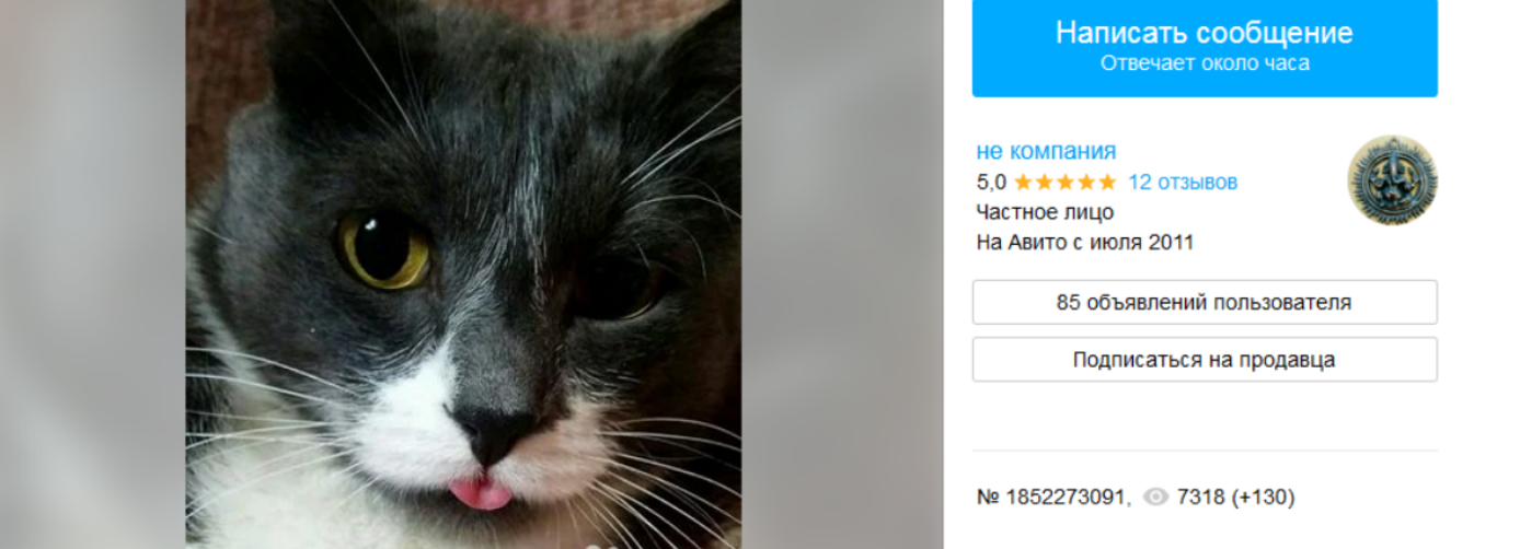 Назойливого кота по кличке Баюн продают на Авито за 350 тысяч