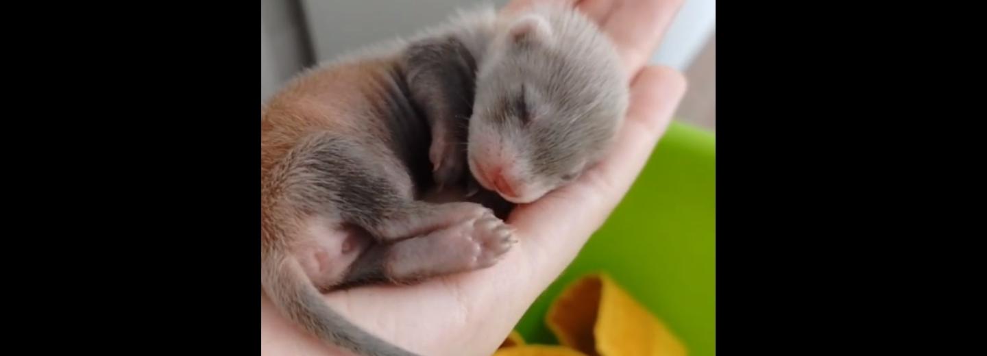 Завёрнутого в тряпочку крохотного хорька нашли на Ключ-Камышенском плато