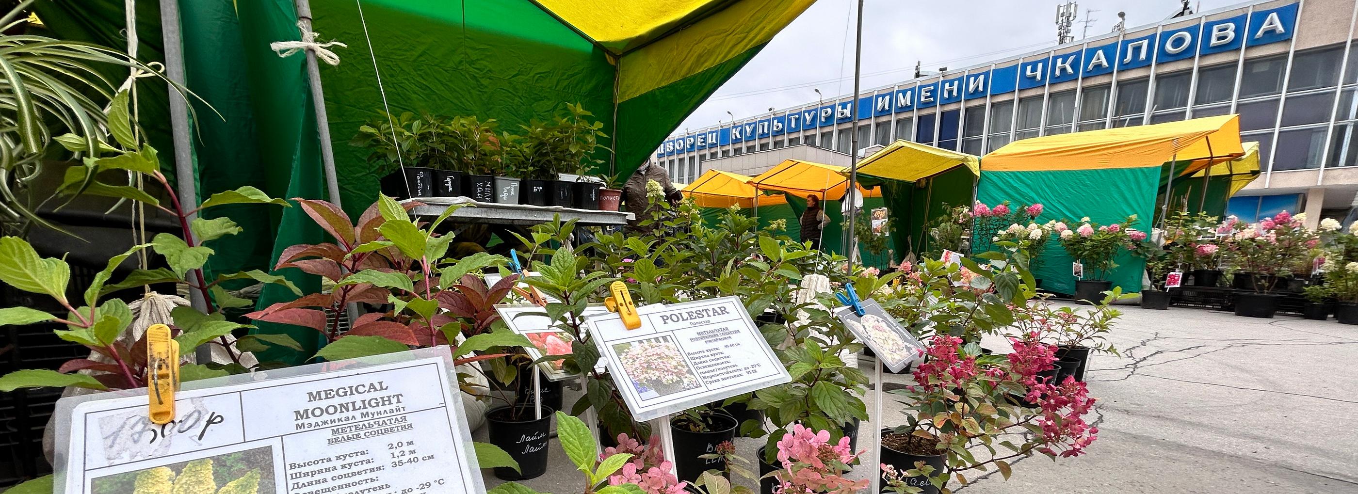 Урожаем и советами делятся на популярной осенней ярмарке в Новосибирске