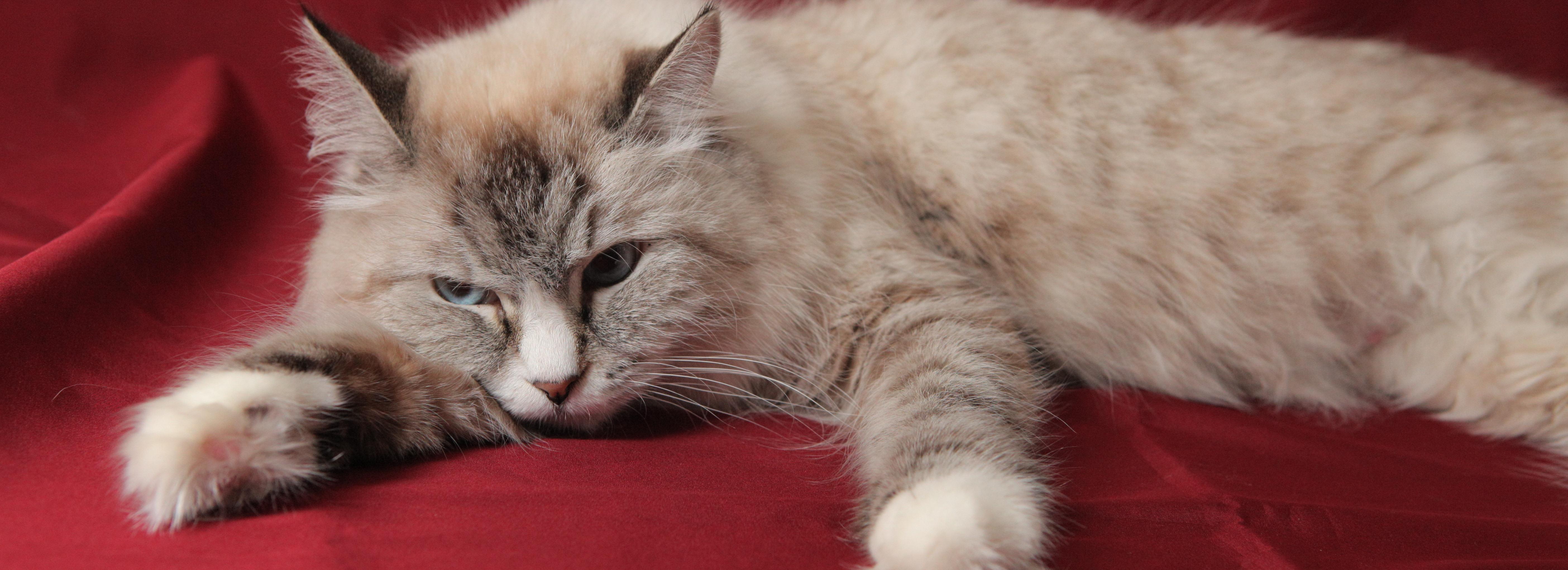 Меморандум о защите домашних животных подписали в Новосибирске