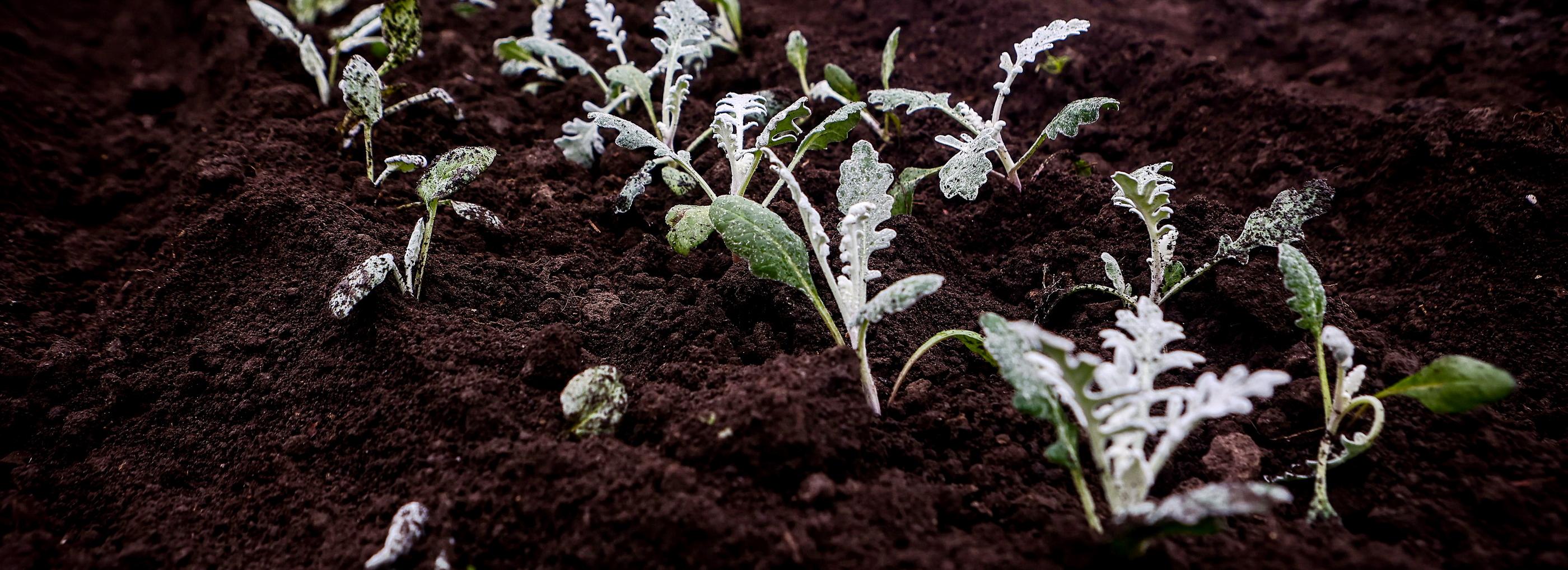 Катарантусами и королевскими бегониями украсят Новосибирск этим летом