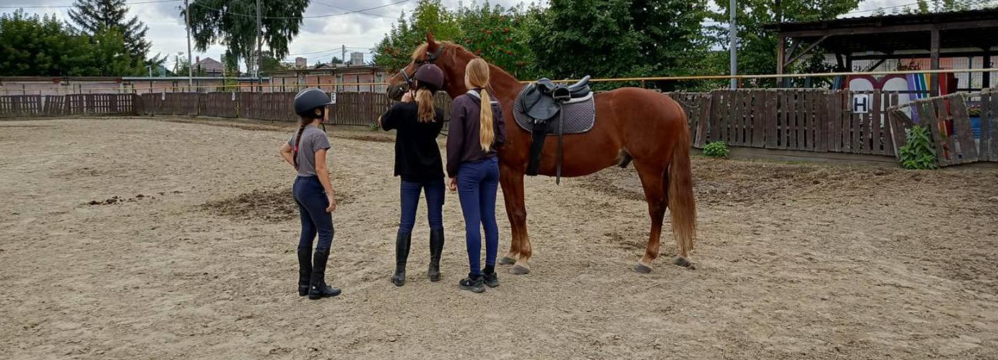 Мэр Кудрявцев: новый конный манеж достроят в Новосибирске в начале осени