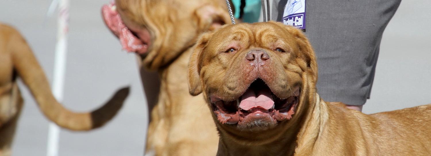 Если вы пропустили: снежная буря, собачий нянь и «Лексус» в котловане