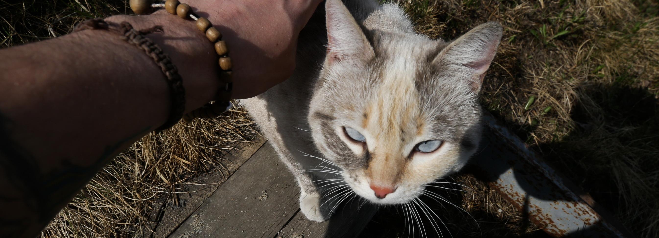 В какие страны кошки и собаки из Новосибирска путешествовали в этом году