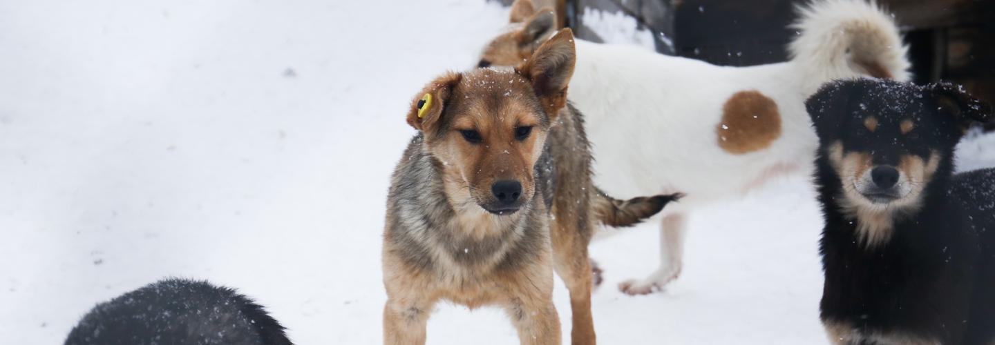 Если вы пропустили: Волчья Луна, столбы Wi-Fi и площадки для Бобиков