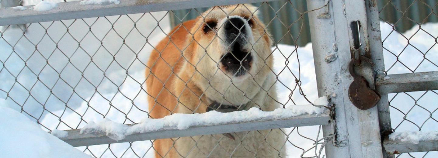 Стаю агрессивных собак с улицы Фурманова навсегда отправят в приют