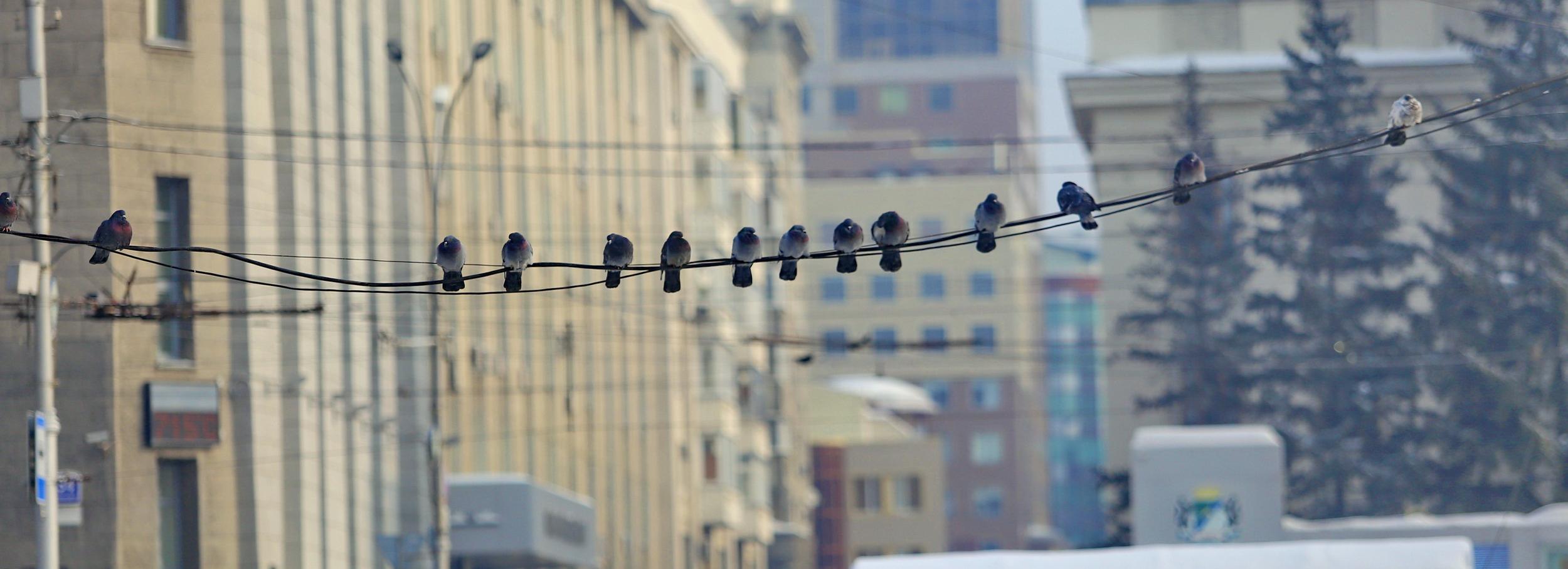 Двойной холодный фронт несёт в Новосибирск зимнюю погоду