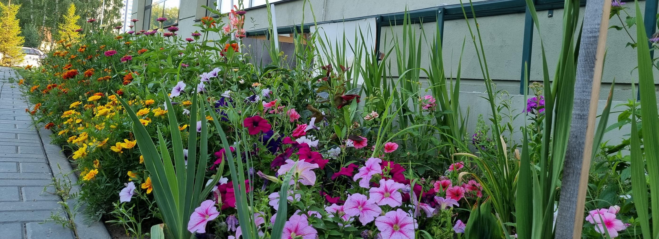 Конкурс на самую красивую клумбу Новосибирска: Ошанина, 7