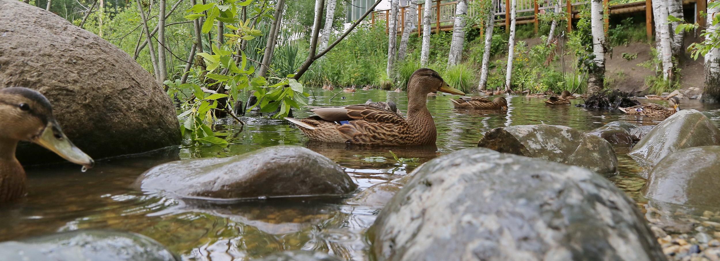 Популярный пруд с утками в Академгородке превращается в болото