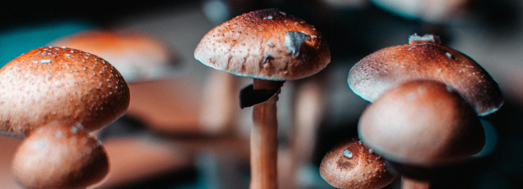 Улетают птицы, вырастают вредные грибы: чем опасен пал травы