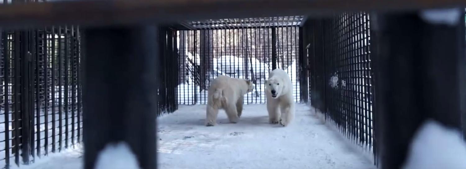 Медвежат-двойняшек отселили от Герды в Новосибирском зоопарке