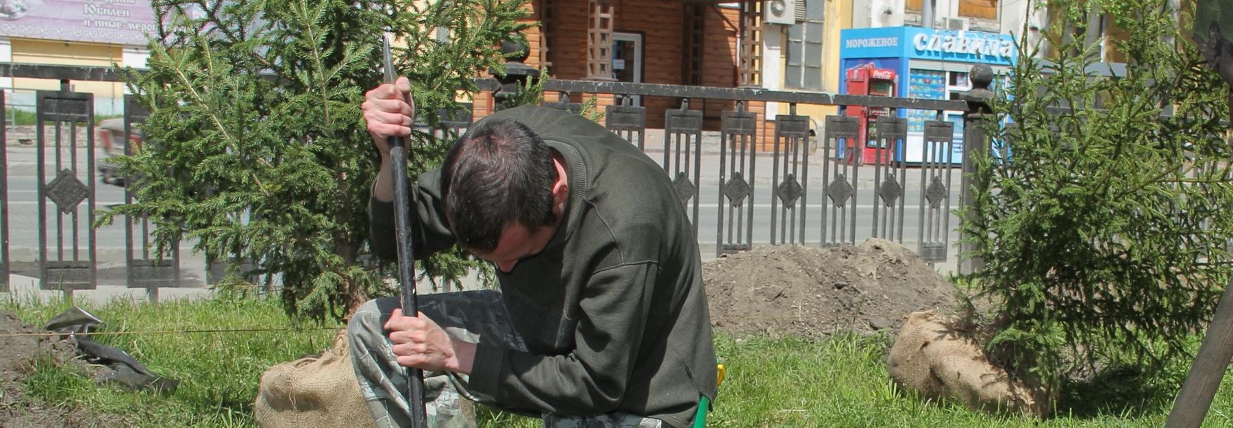 Общественники Новосибирска высадили еловую аллею в честь ветеранов ВОВ
