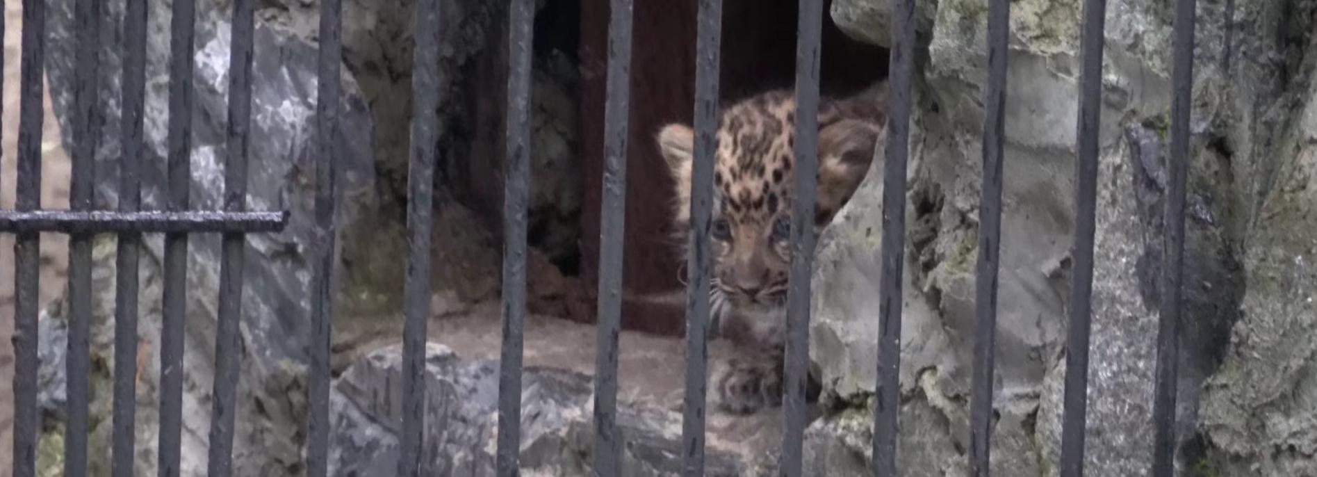 Малышке дальневосточных леопардов дали имя в Новосибирском зоопарке