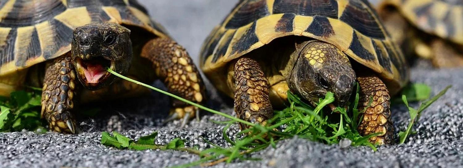 Всемирный день черепахи отметили в Новосибирском зоопарке